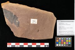 Foto (Objekt + Etikett) von Quercus zoroastri, Unger (NHMW-GEO-2024-0188-0932)